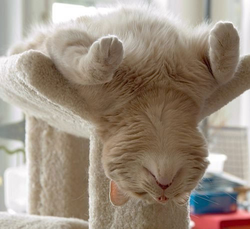 25 Funny Pictures of Sleeping Animals