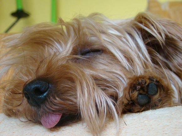 25 Funny Pictures of Sleeping Animals