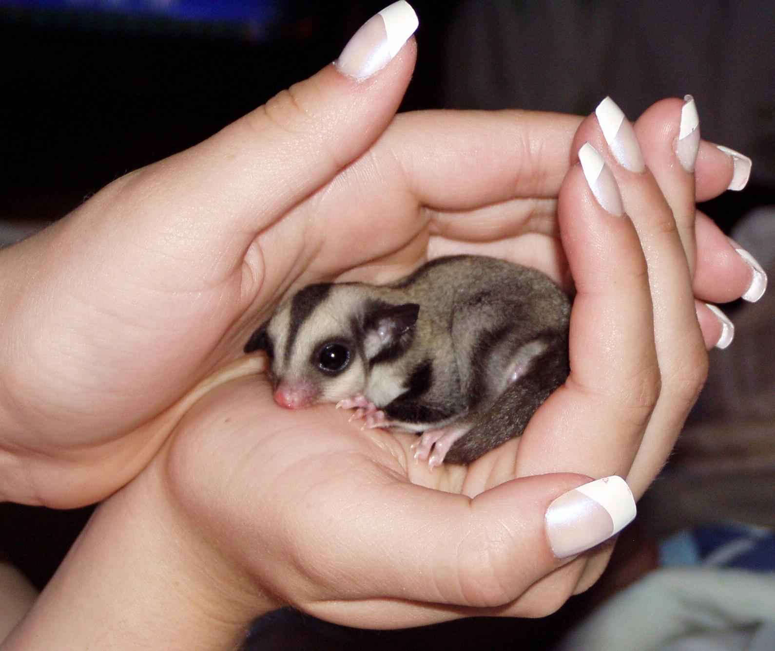 Caring For Sugar Gliders