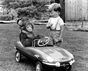 monkey in car