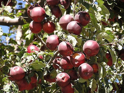 Nepali Apples