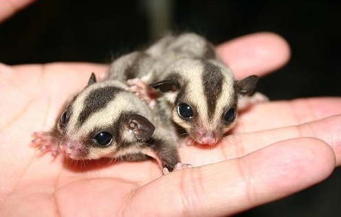 How to Care for Sugar Gliders
