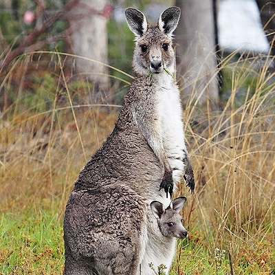 Kangaroo with a Joey