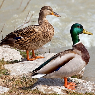 Two Mallards (Female and Male)