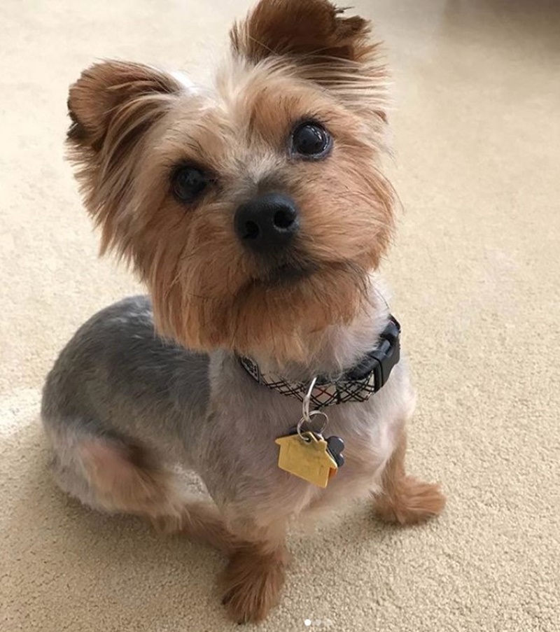 80+ Adorable Yorkie Haircuts For Your Puppy
