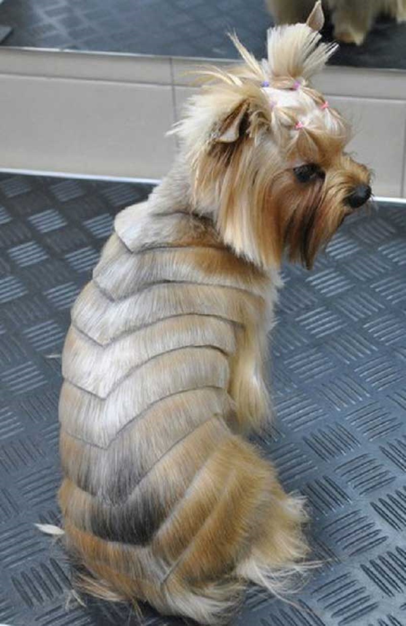 80+ adorable yorkie haircuts for your puppy