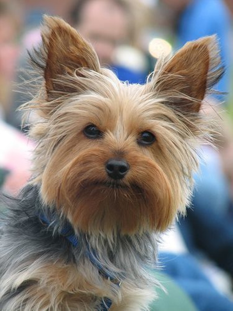 80+ Adorable Yorkie Haircuts For Your Puppy