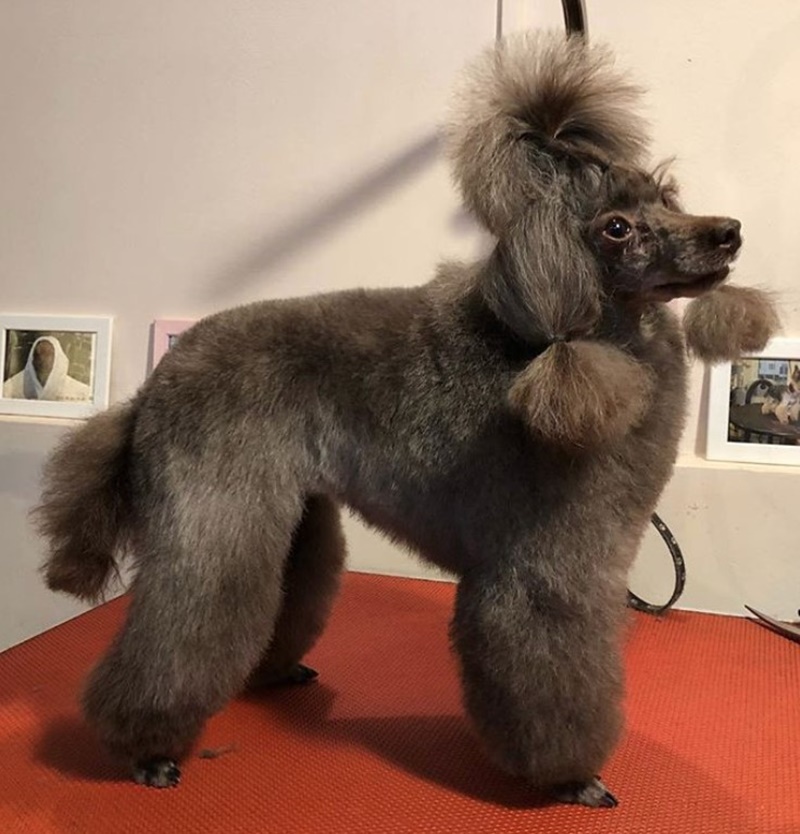 140 Poodle Haircuts Your Pet Will Definitely Love