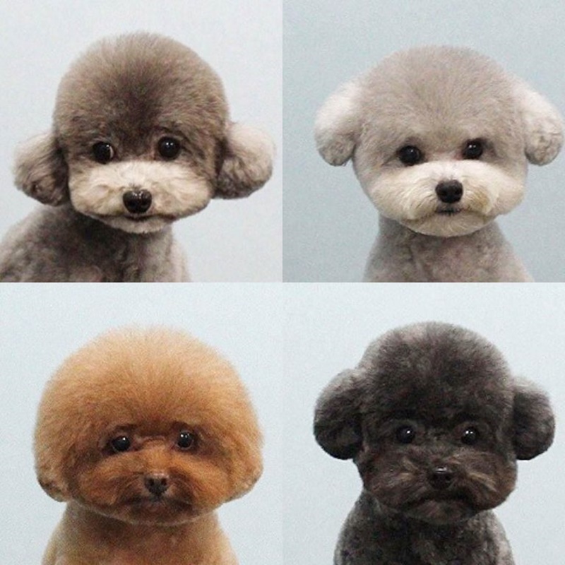 miniature poodle teddy bear cut