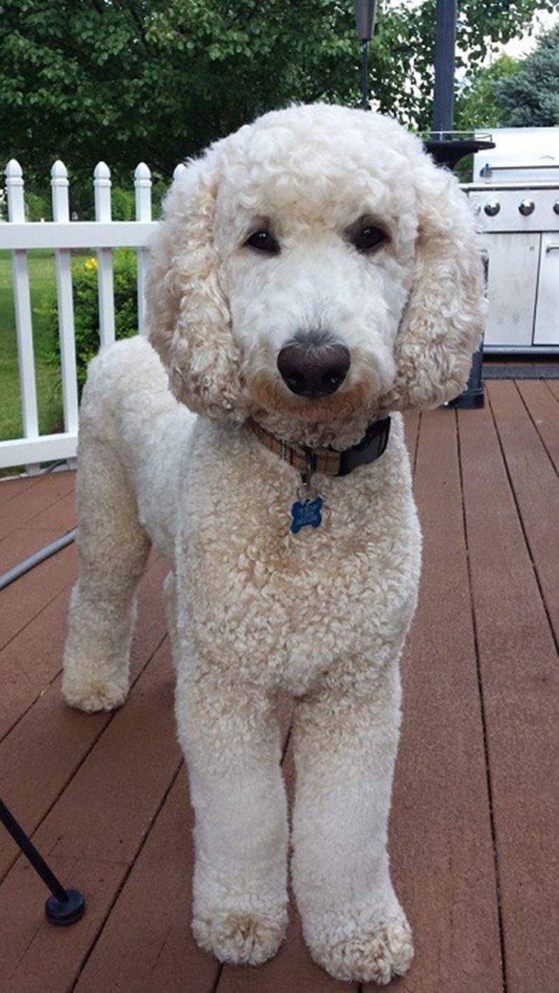 140 Poodle Haircuts Your Pet Will Definitely Love
