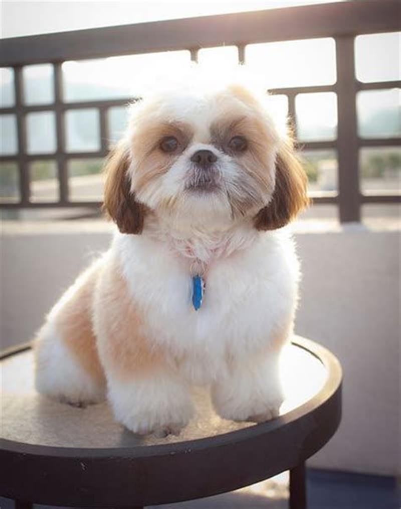 99 Best Shih Tzu Haircuts And Grooming Techniques For You!