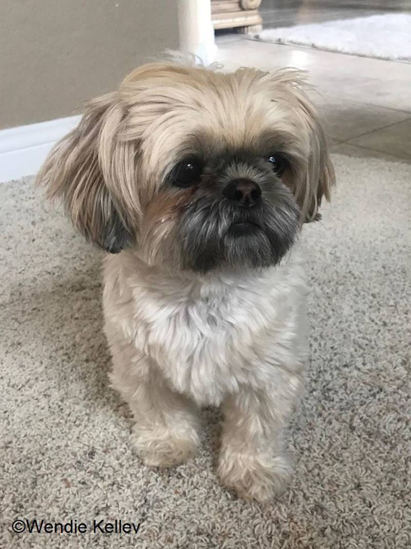 99 Best Shih Tzu Haircuts And Grooming Techniques For You!